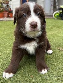 Cuccioli di Border Collie disponibili ?