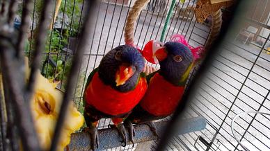 Lori arcobaleno
