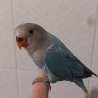 Inseparabile allevato a mano