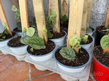 Monstera dubia - pianta da appartamento