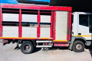 Iveco 65E14 CARICO BESTIAME