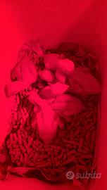 Parrocchetto dal collare grande alessandrino