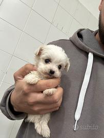 Maltese mini toy