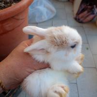 Coniglietti ariete e teste leone