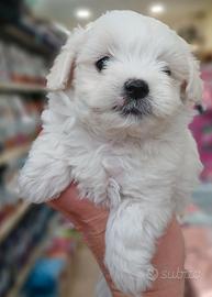cuccioli di maltese 