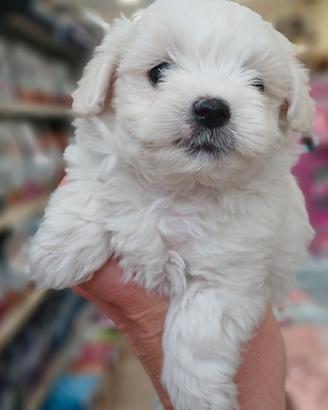 cuccioli di maltese 