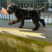 Kerry Blue Terrier