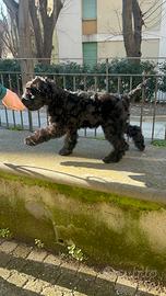 Kerry Blue Terrier