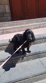 Coker Spaniel