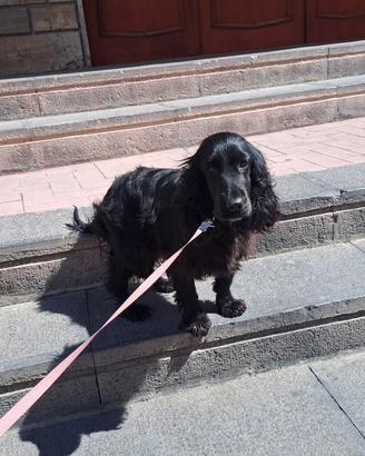 Coker Spaniel