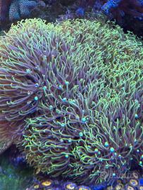 Corallo Acquario Marino