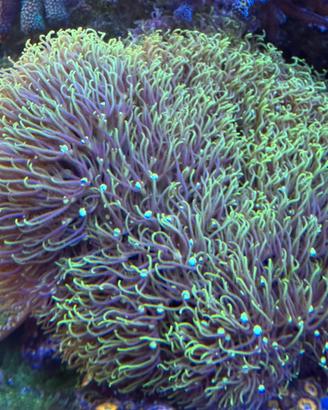 Corallo Acquario Marino