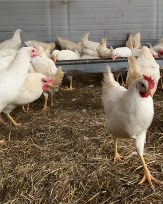Galline ovaiole