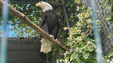 Aquila di mare testa bianca maschio