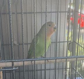 Inseparabile un mese e mezzo