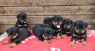 Rottweiler Cuccioli Con Pedigree