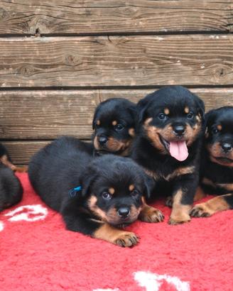 Rottweiler Cuccioli Con Pedigree