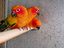 Immagine 1