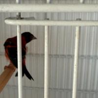 Cardinalino 2025