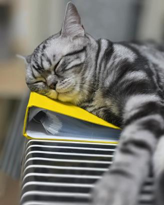 British Shorthair con pedigree