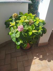 maxi vaso Ortensia