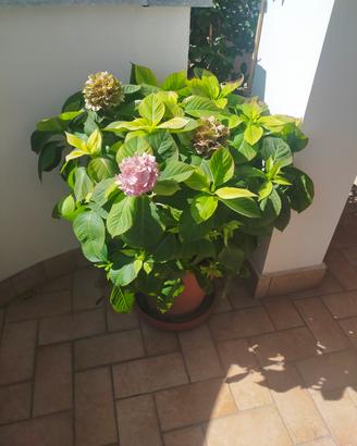 maxi vaso Ortensia