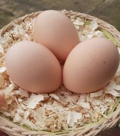 Uova Sussex Bianco Columbia e Altro