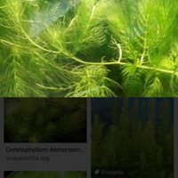 Pianta acquario ceratophyllum demersum