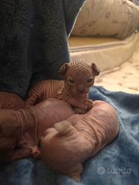 Canadian Sphynx