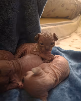 Canadian Sphynx