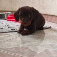 Bassotto tedesco nano kaninchen a pelo corto Enci