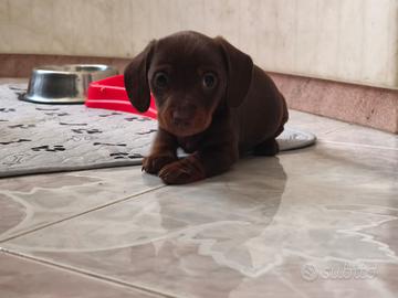 Bassotto tedesco nano kaninchen a pelo corto Enci