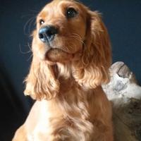 Cocker spaniel inglese cucciolo maschio