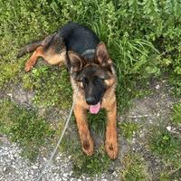 Pastore Tedesco 8 mesi