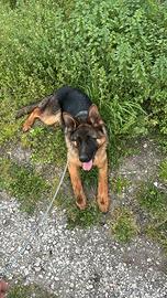 Pastore Tedesco 8 mesi