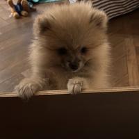 Cucciolo spitz di Pomerania