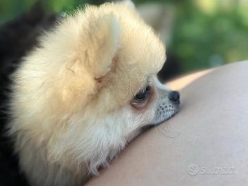 Volpino spitz di pomerania nano