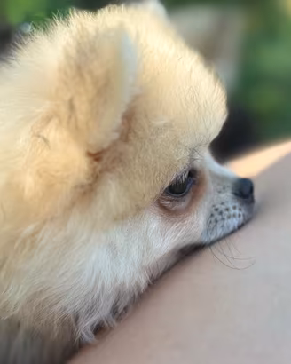Volpino spitz di pomerania nano