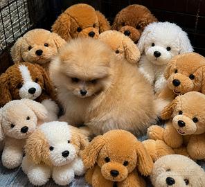 Spitz pomerania nano pedigree enci