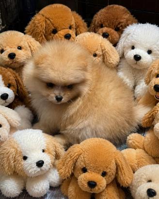 Spitz pomerania nano pedigree enci
