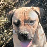 Cane corso cucciolone