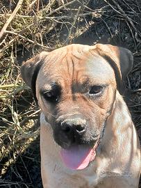 Cane corso cucciolone