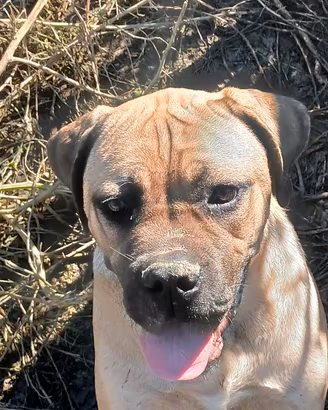 Cane corso cucciolone