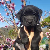 Cuccioli di labrador