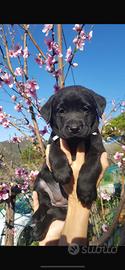 Cuccioli di labrador