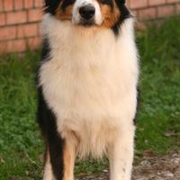 Femmina australian shepherd adulta