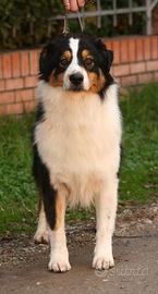 Femmina australian shepherd adulta
