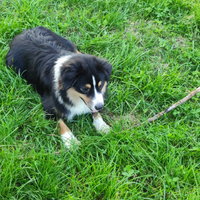 Miniature American Shepherd