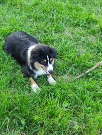 Miniature American Shepherd