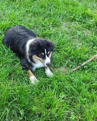 Miniature American Shepherd